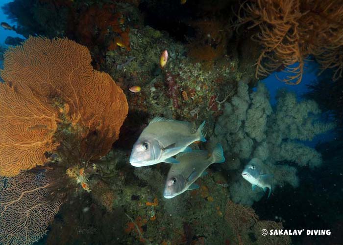 Madagascar diving different dive sites